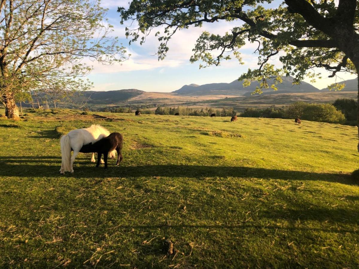Tanygrisiau 3 Bedroom Log Cabin In Snowdonia Nr Mtb Trails מראה חיצוני תמונה